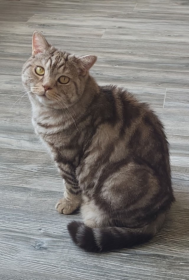 Котовторник! 16+ Коллеги-рабы, отмечаемся, у кого хозяину много лет!