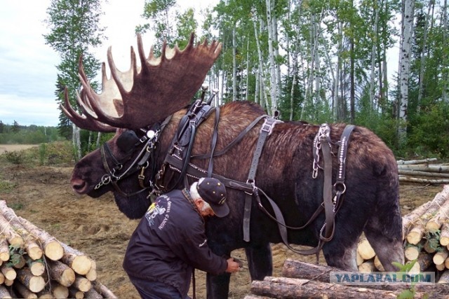 Лось , ручной типа...