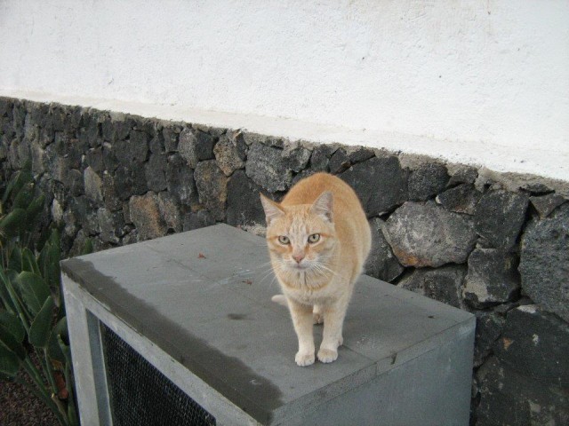 Хочу дачу на канарах!