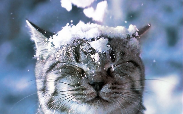 Котики из снега и котики на снегу