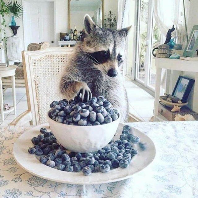 ФотоВинегрет