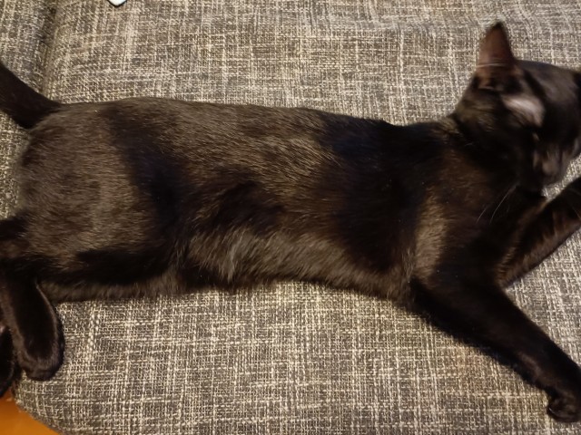 Мой котяра