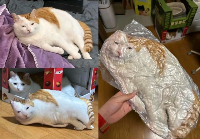 Котейке подарили подушку