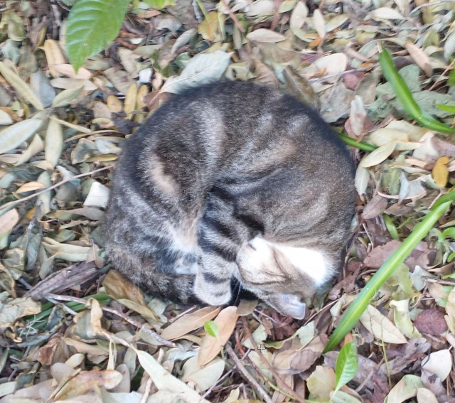 Мой ботанический сад с котами