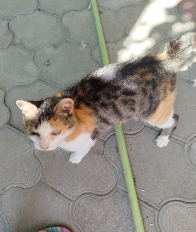 Котик спасён!