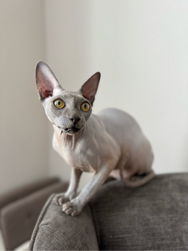 Котовторник, от мала до велика