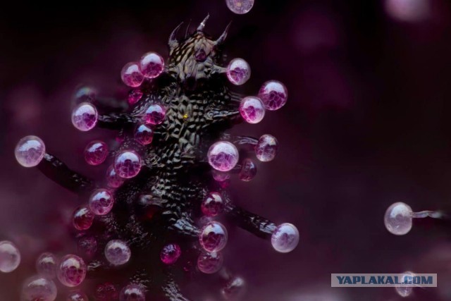 Жизнь под микроскопом: 11 победителей фотоконкурса Nikon Small World 2024