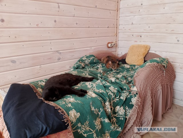 История одного котенка