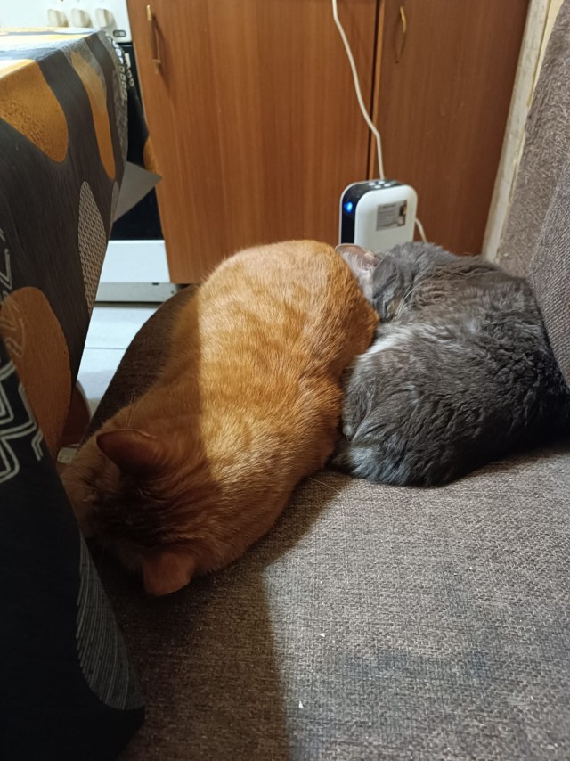 Жизнь Кота