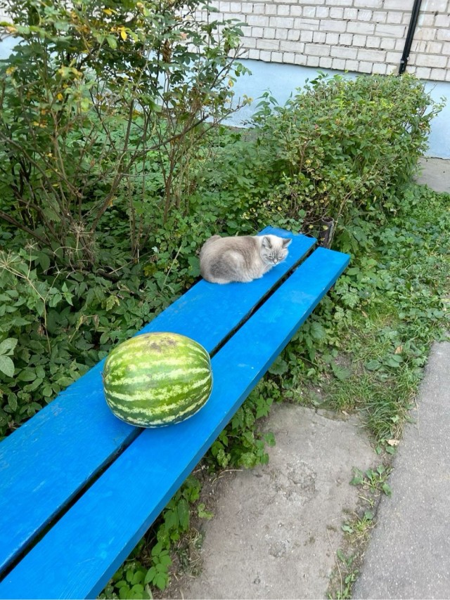 Прикольные и просто красивые картинки 12.08.2025