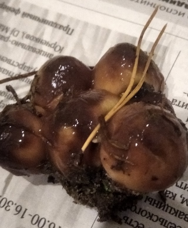 Продолжение грибного сезона