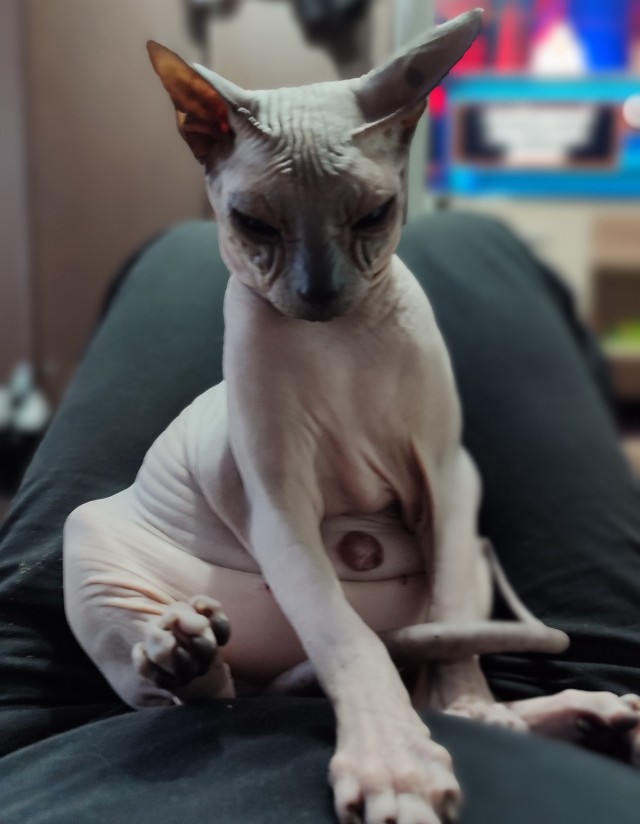 В защиту кошек породы Сфинкс канадский...