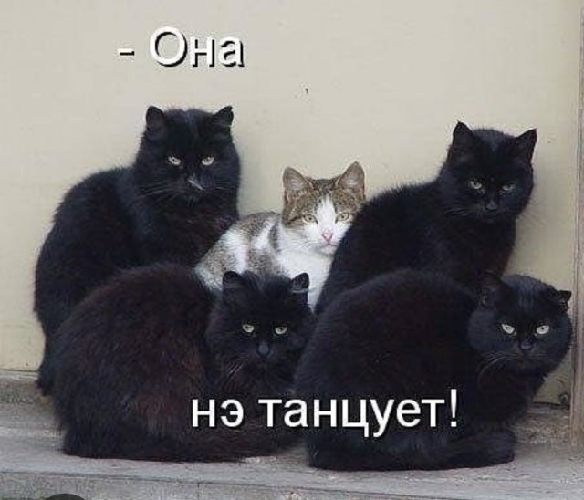 Моя кошка пришла с вечеринки