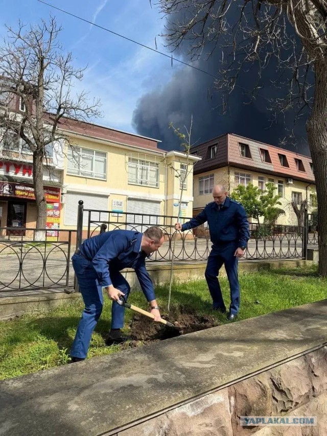 В Туапсе приняли решение озеленить город, для улучшения экологической обстановки