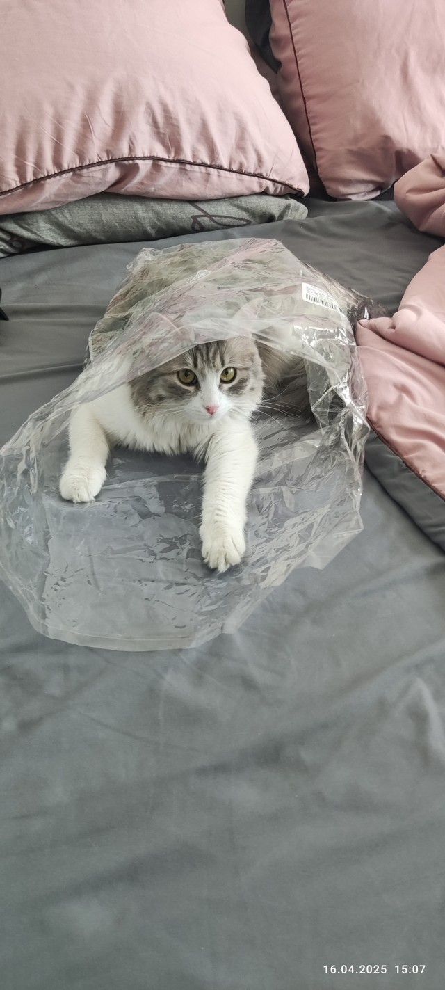 Степана вам в котовторник