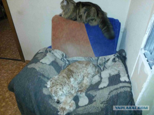 Мой ласковый и нежный зверьььь.