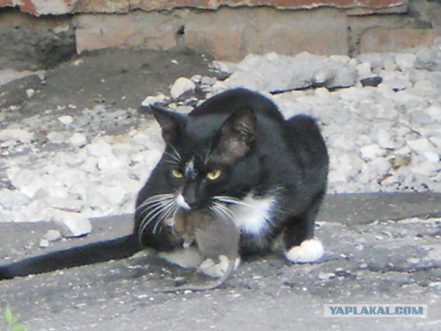 Котовторник 01.04.2014