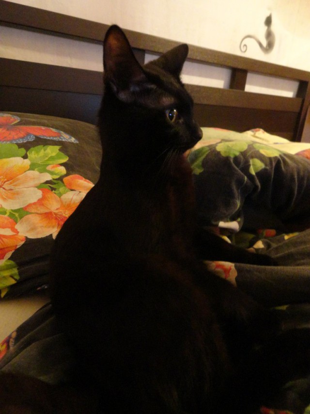 Котовторник 01.04.2014