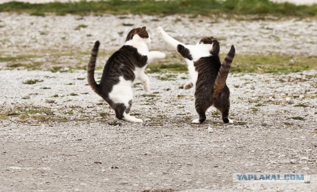 Котовторник 22.04.2014