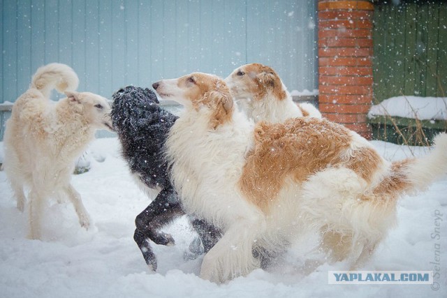 Собачки: русская борзая