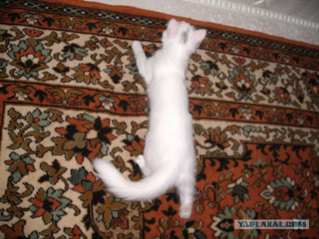 Котовторник 17.06.2014