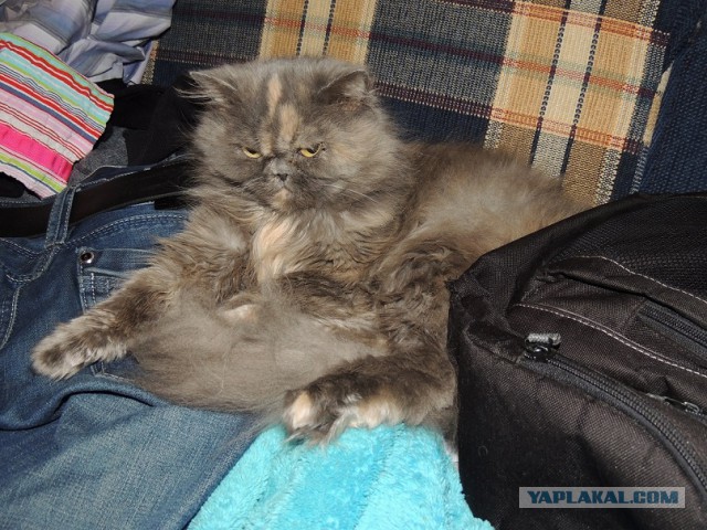 Котовторник 05.08.2014