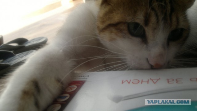 Котовторник 09.09.2014