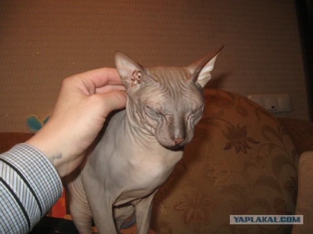 Котовторник 7.10.2014