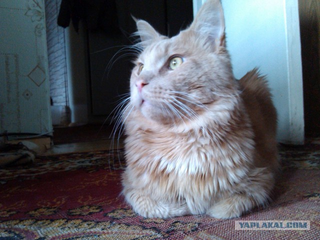 Котовторник 2.12.14