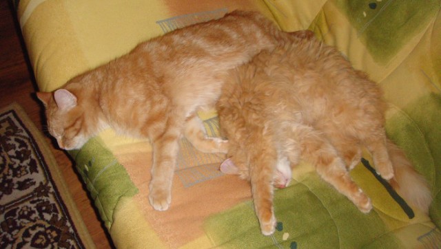 Котовторник 20.01.2015