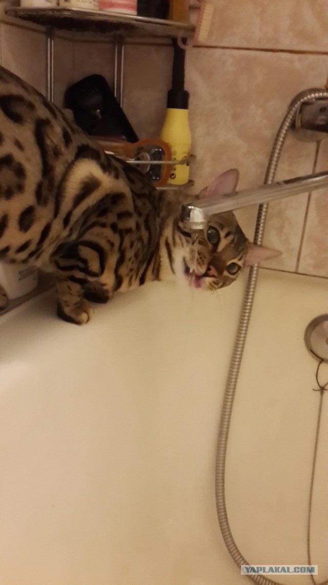 Котовторник.