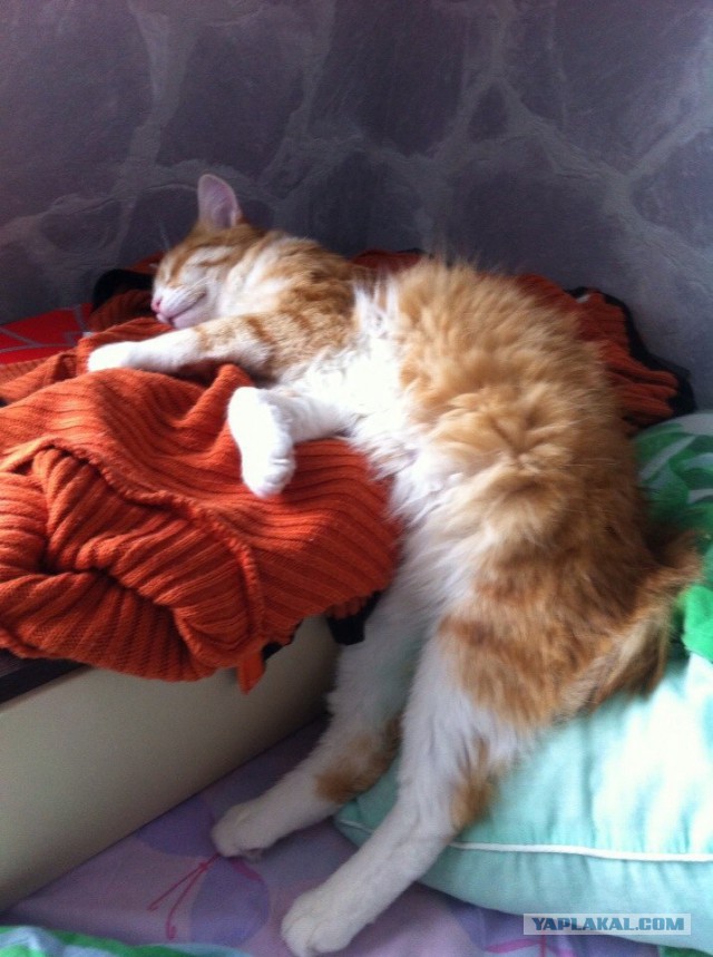 Котовторник 24.03.2015