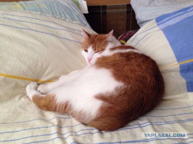 Котовторник 16.06.2015., Котовторник наступил!