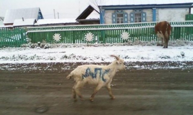 Автоприколы-2