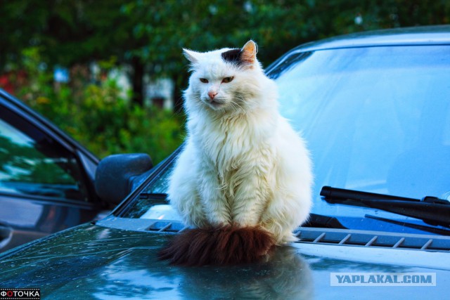 Котовторник 18.08.2015