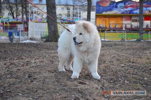 Собакочетверг 07.04.2016