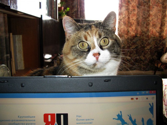 Котовторник 12.04
