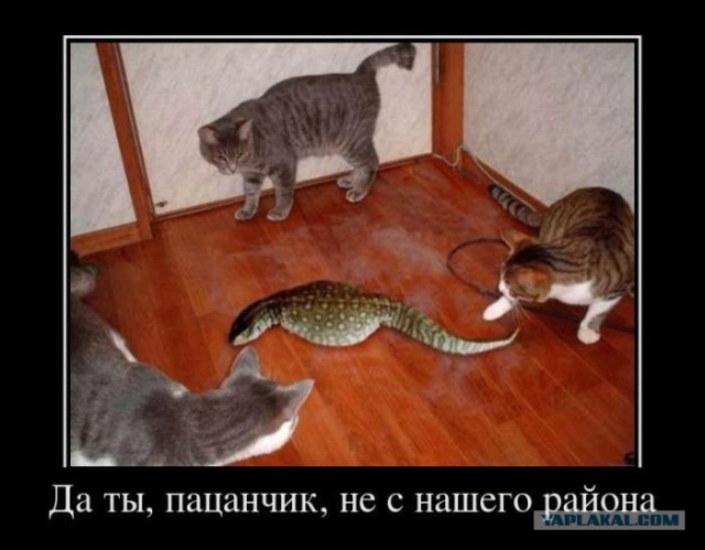 Котовторник 19.07.2016
