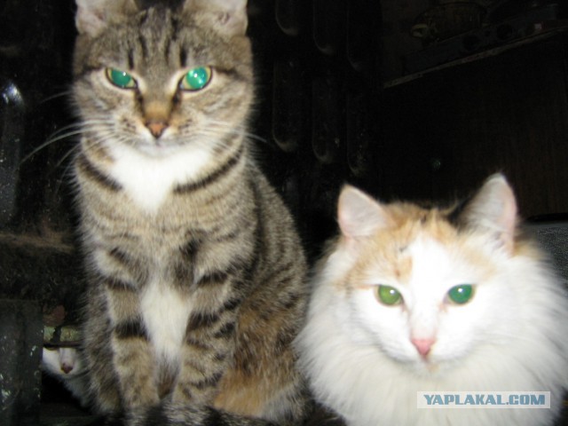 Котейки пост