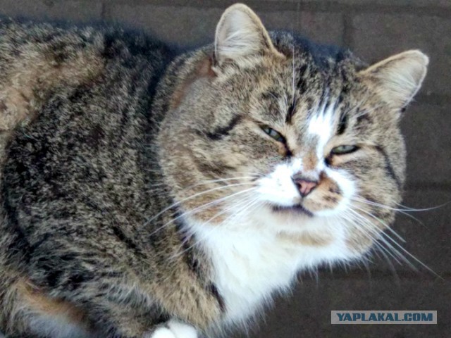 Котовторник 07.03.2017
