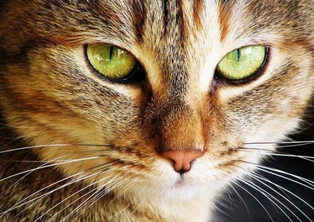 Коты. Отнюдь не ми-ми-ми.