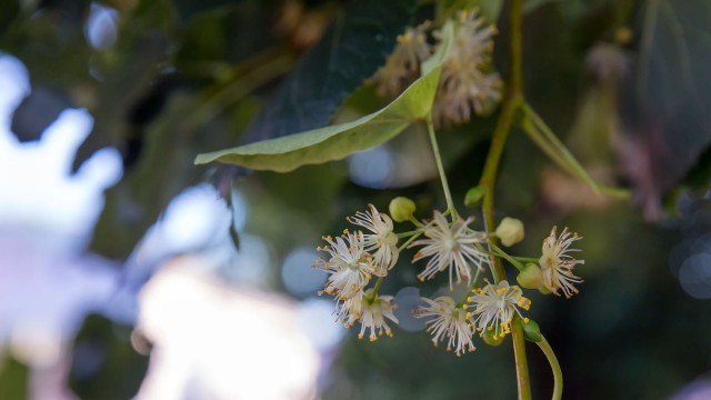 Просто Природа