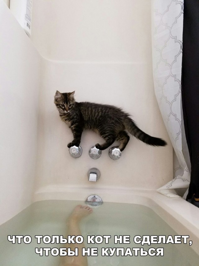 Фотобомбы котов