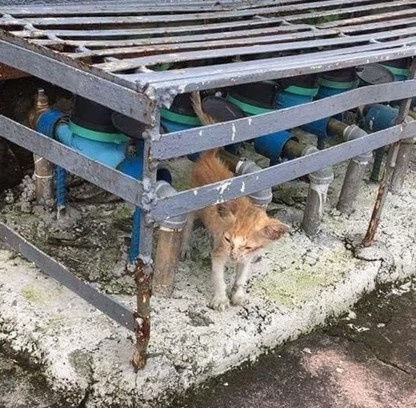 "Не Жилец!" Кошку сбила машина и одинокий котёнок умирал на  дороге...