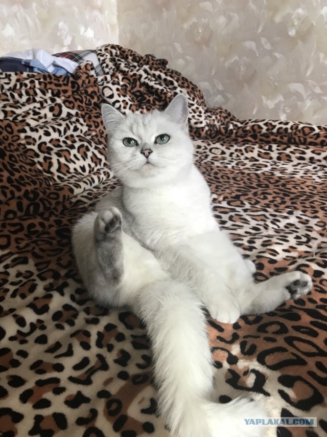 Котовторник 26.06.2018