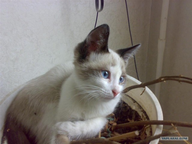 Ура, котовторник! (01.07.2008)