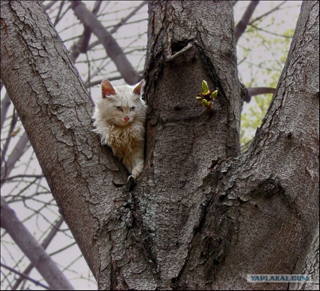 Котовторник  на  ЯПлакалъ