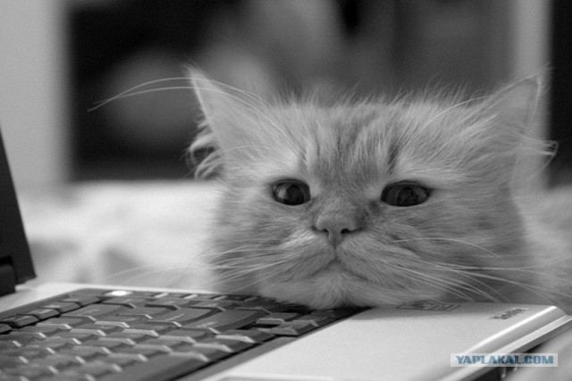 Котовторник на ЯПлакалъ