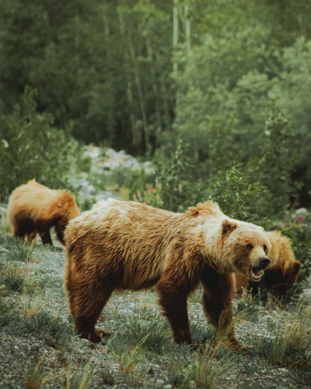 Живность из сети