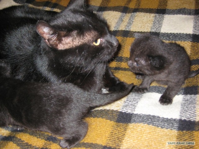 Ура, котовторник!